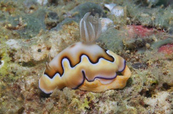 Chromodoris coi