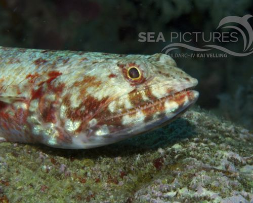 Eidechsenfische