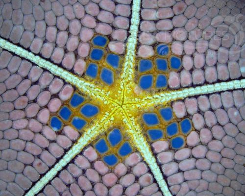 Morphologie