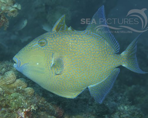 Drückerfische