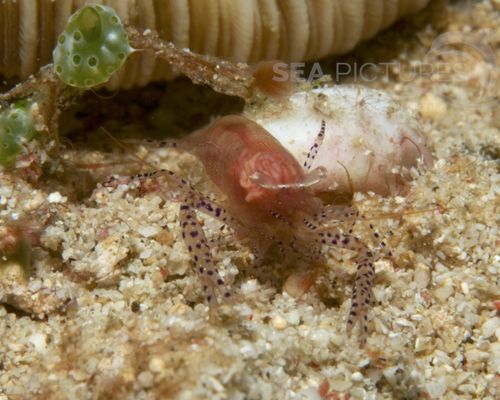 Niedere Tiere Niedere Tiere