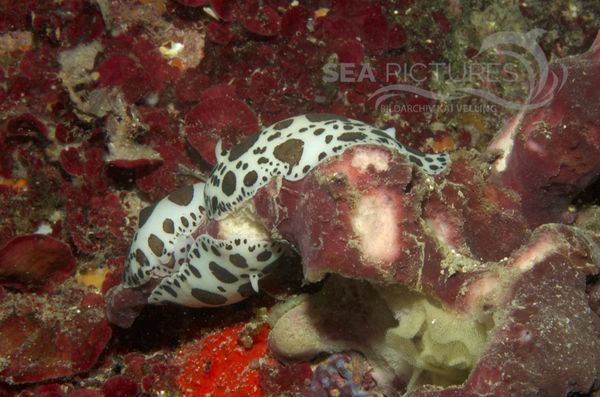 KV Discodoris atromaculata Paarung Eigelege KR 06 916