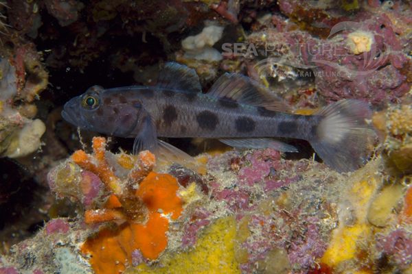 Thorogobius ephippiatus