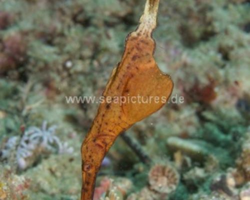 Geisterpfeifenfische