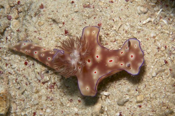 Ceratosoma cornigerum