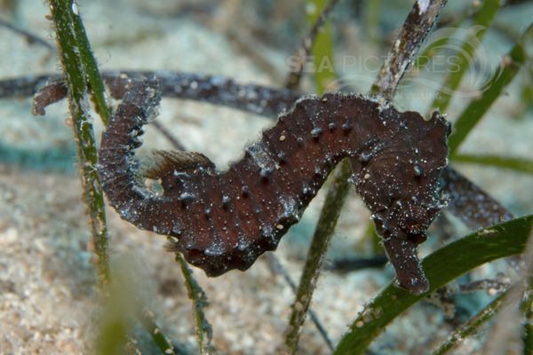 Hippocampus brevirostris