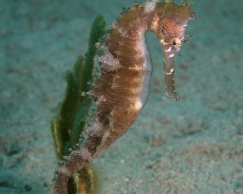 Seepferdchen