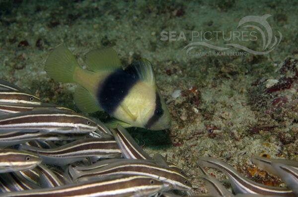 KV Plotosus lineatus PH 08 09139