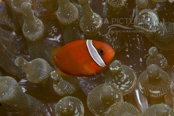 Amphiprion melanopus