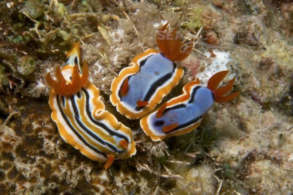 Chromodoris strigata