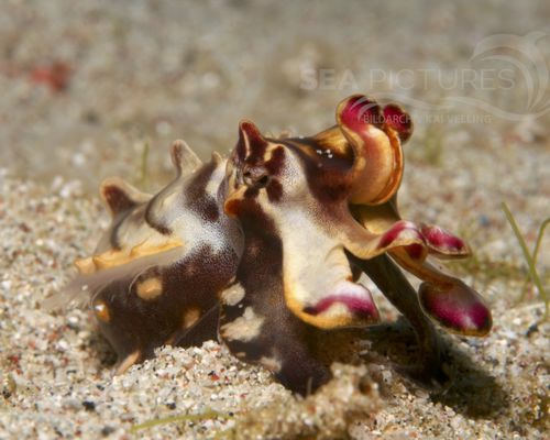 Kraken-Sepien-Kalmare