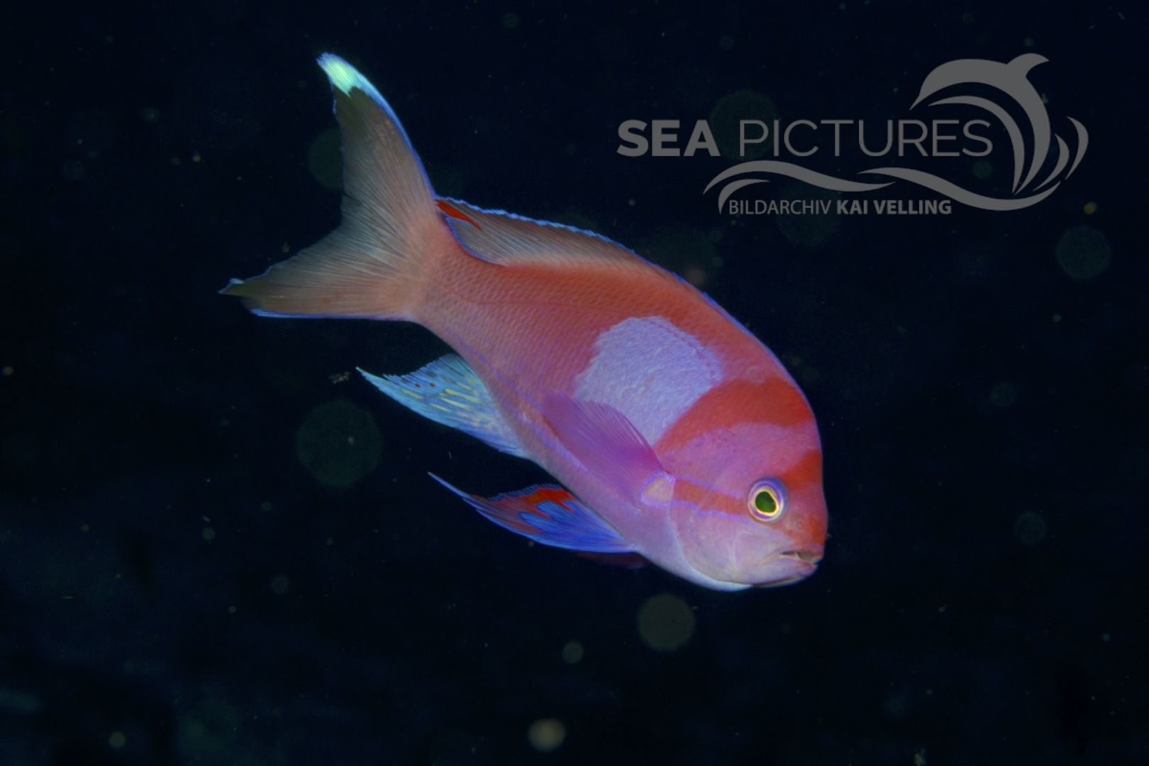 Pseudanthias pleurotaenia