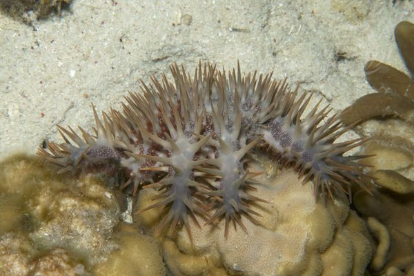 Acanthaster planci