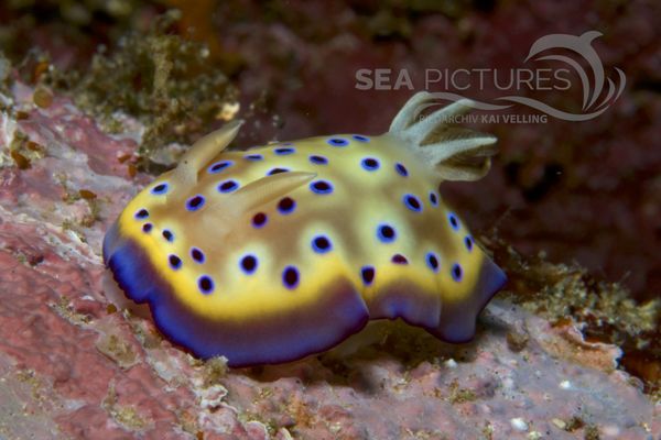 Chromodoris kunei