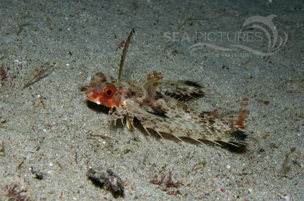 KV Fisch Dactyloptena orientalis PH 06 005  1 