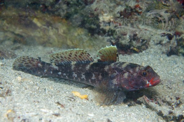 Gobius cruentatus