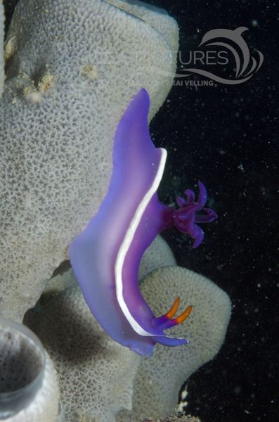 KV Hypselodoris bullocki MALA 06