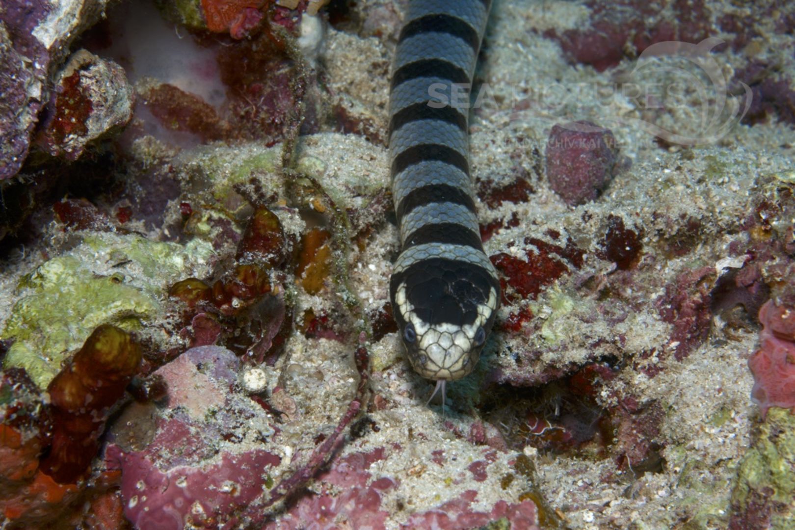 Laticauda semifasciata