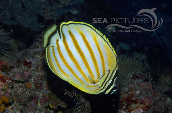 KV Orangestreifen-Falterfisch  Chaetodon ornatissimus  MALA 06 2