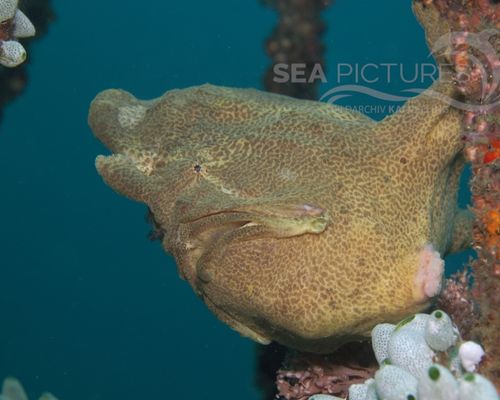Anglerfische