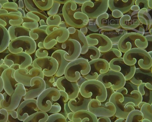 Anemonen