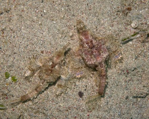 Flügelroßfische