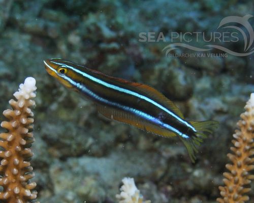 Schleimfische