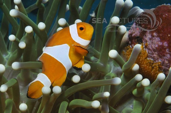 Amphiprion ocellaris