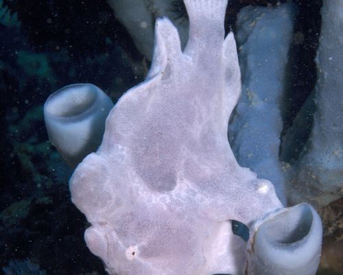 Anglerfische
