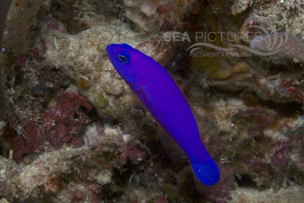 Pictichromis porphyrea