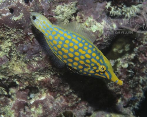 Feilenfische
