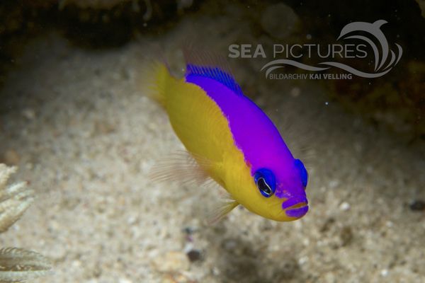  Pictichromis diadema