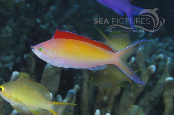 Pseudanthias ignitus