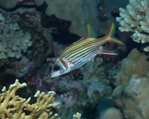 Soldatenfische