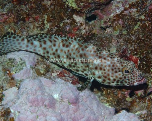 Meeresfische Meeresfische