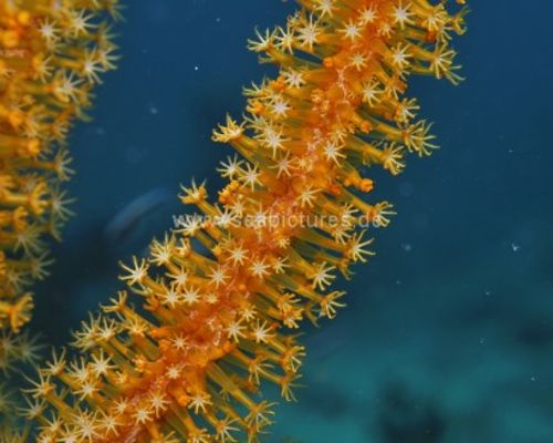 Gorgonien