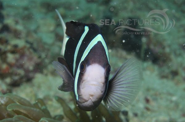 Amphiprion sp