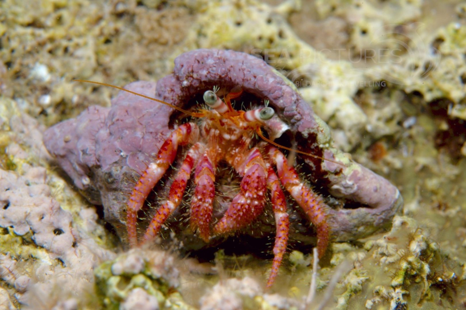 Dardanus callidus
