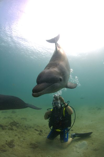 KV Grosser Tu  mmler Tursiops truncatus PH 06 009