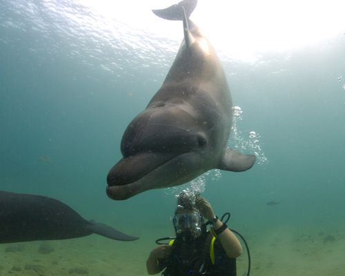 Meeressäuger Meeressäuger