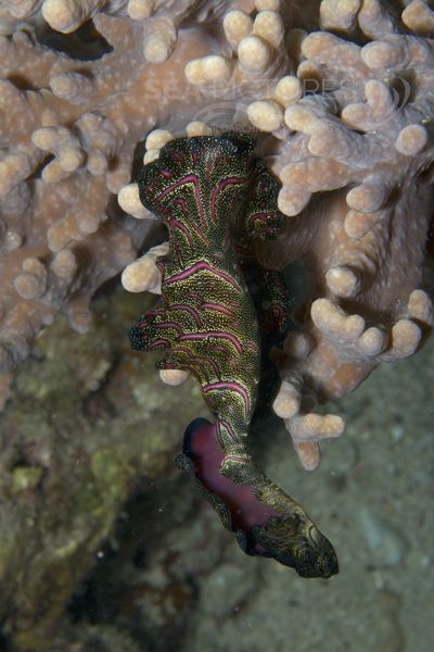 Pseudobiceros bedfordi