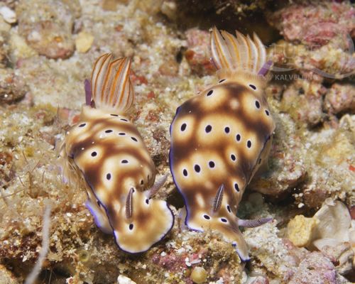 Niedere Tiere Niedere Tiere