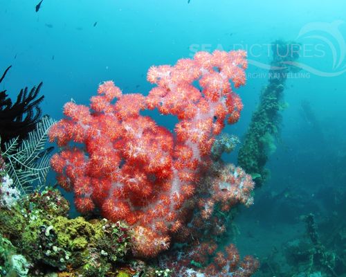 Taucher und Wracks Taucher und Wracks