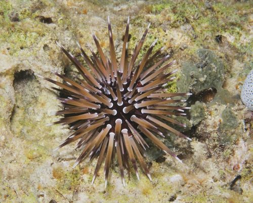 Seeigel