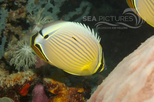 KV Pazifischer Rippen - Falterfisch Chaetodon lunulatus  PH 06 003