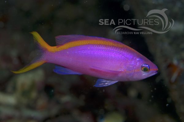 Pseudanthias tuka 