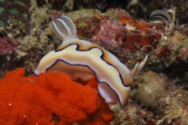 Chromodoris coi