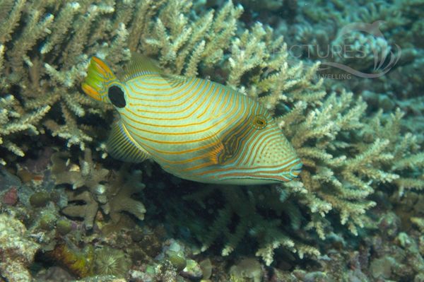 KV Orangestreifen-Dru  ckerfisch Balistapus undulatus MALA 06