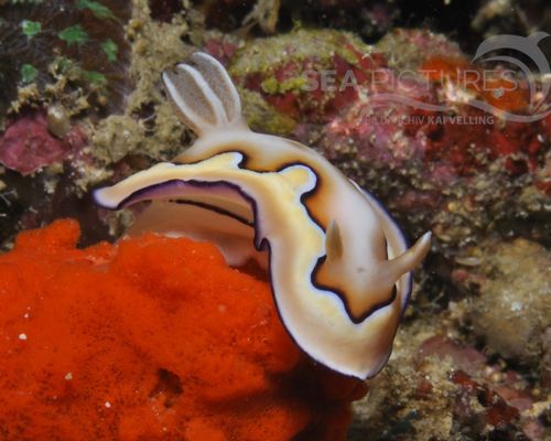 Bio-Themen Bio-Themen