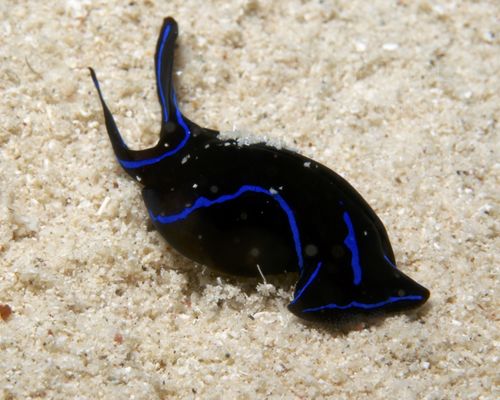 Niedere Tiere Niedere Tiere